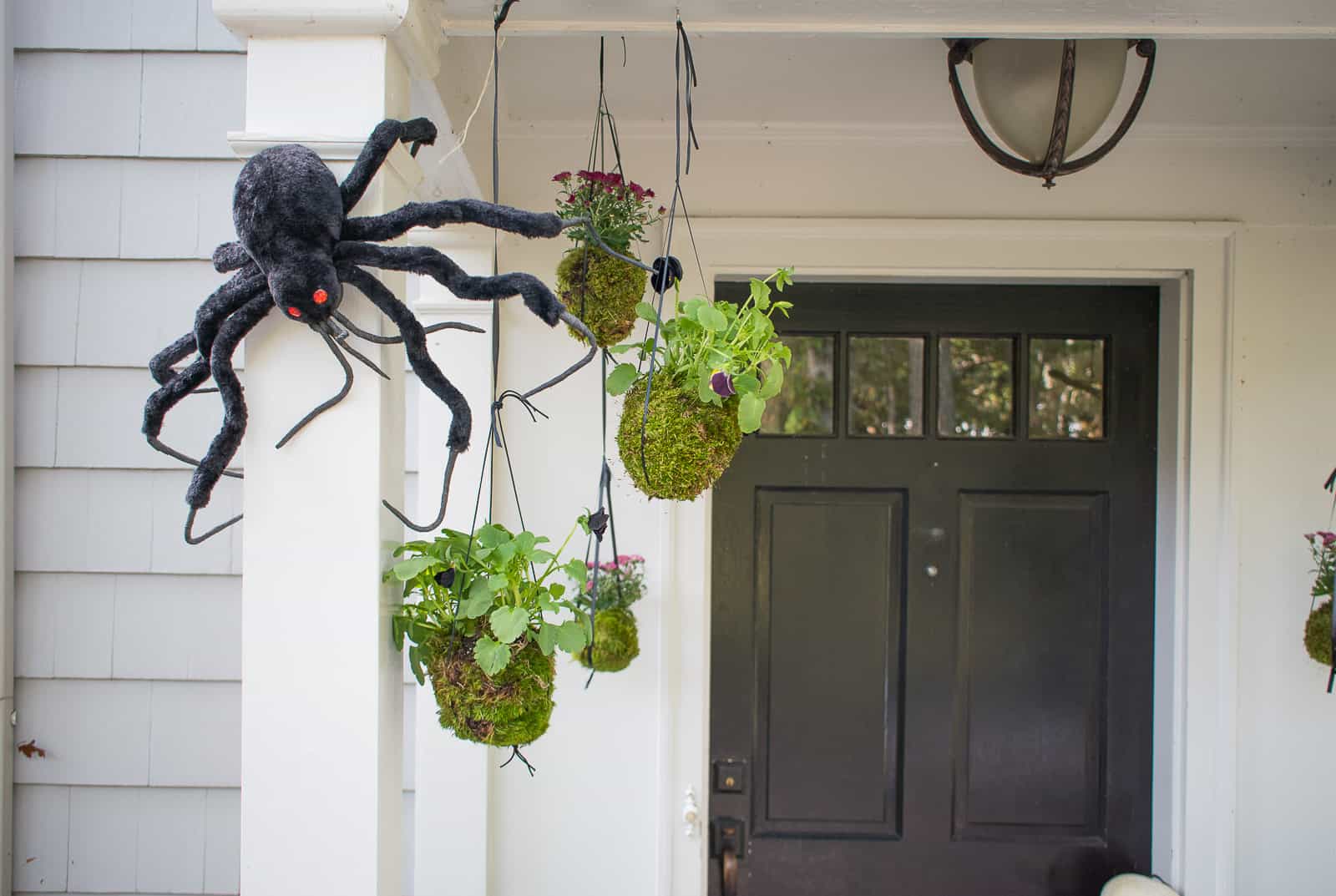 hanging kokedama fall plants