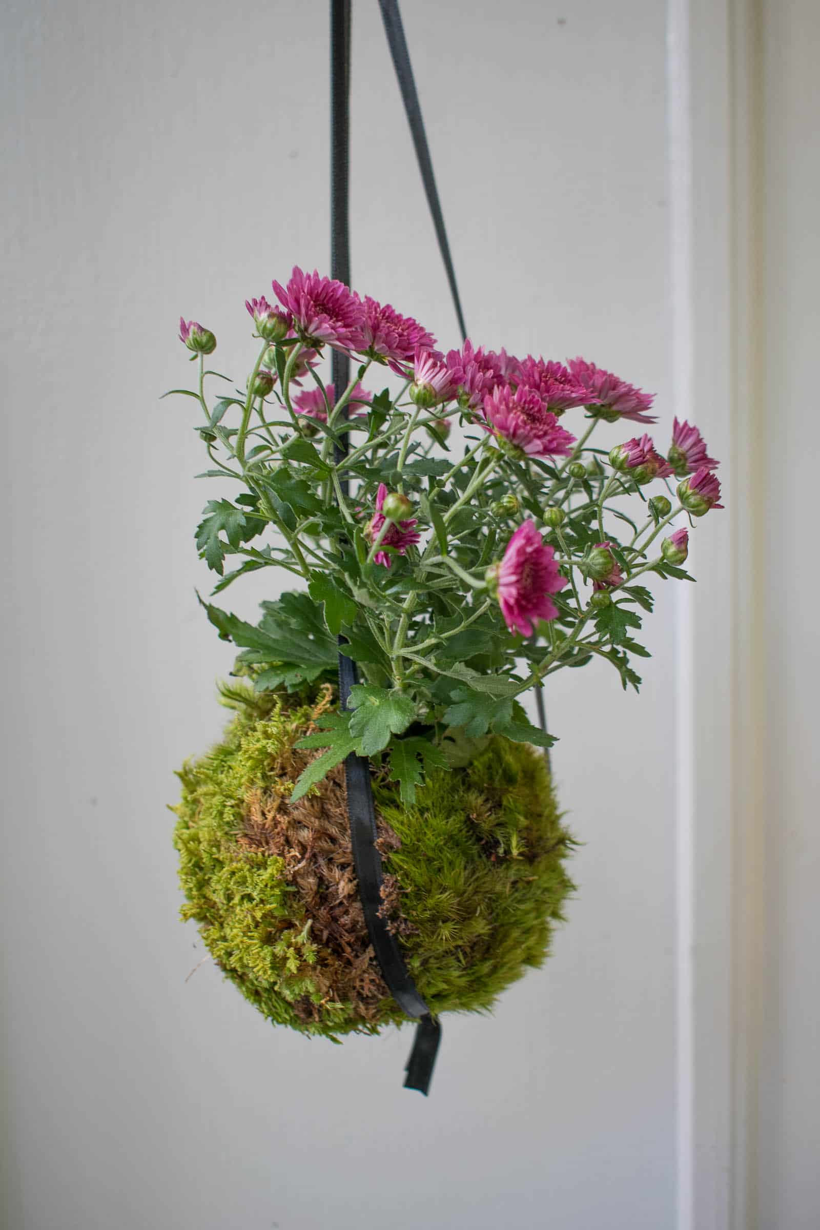 kokedama moss ball mum