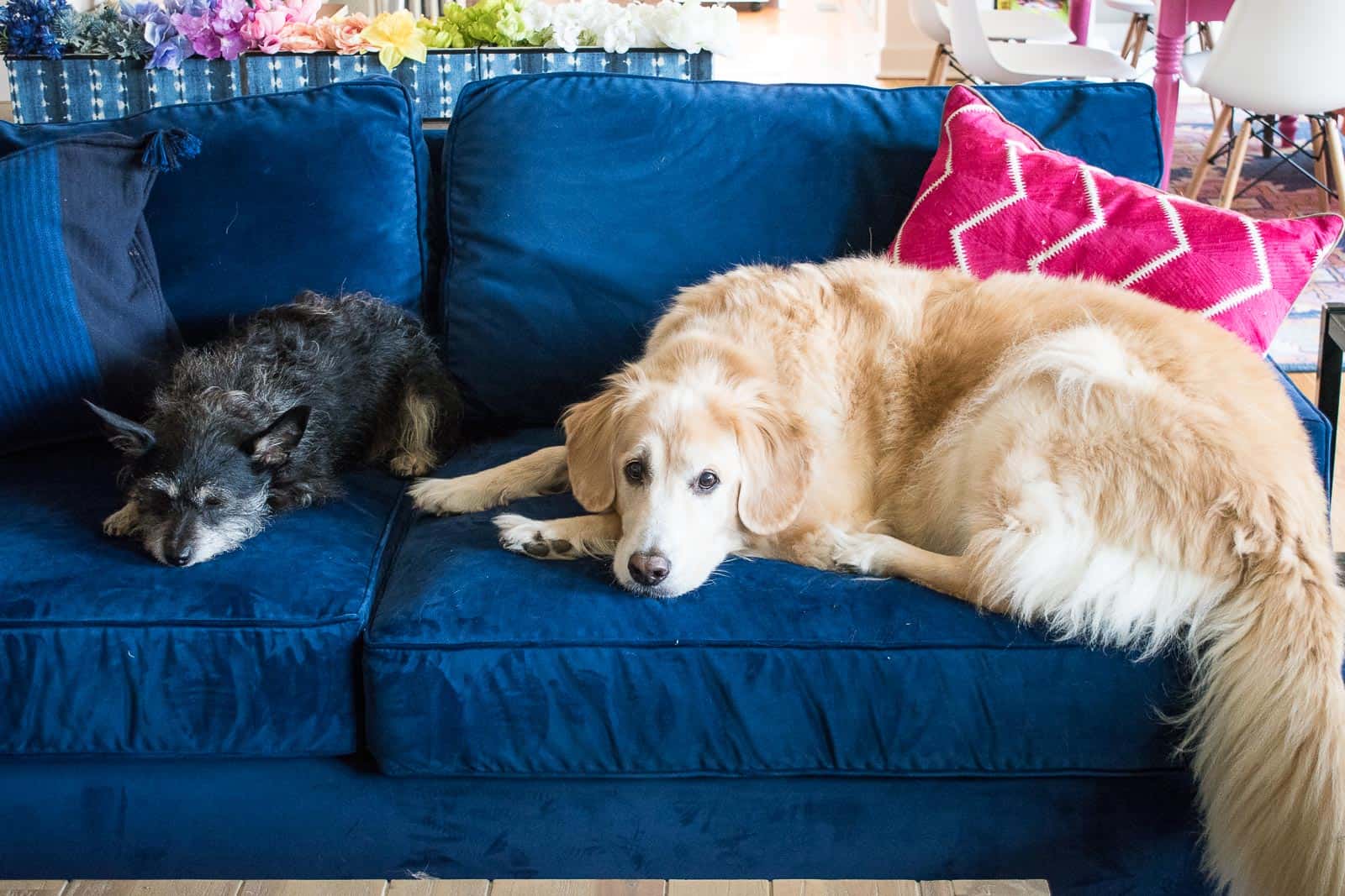 dogs lying on blue couch