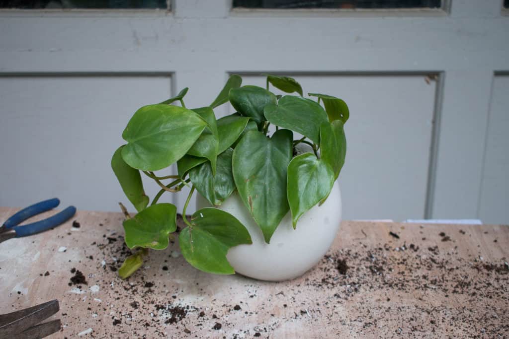 How to Make Easy Cement Orb Planters - At Charlotte's House