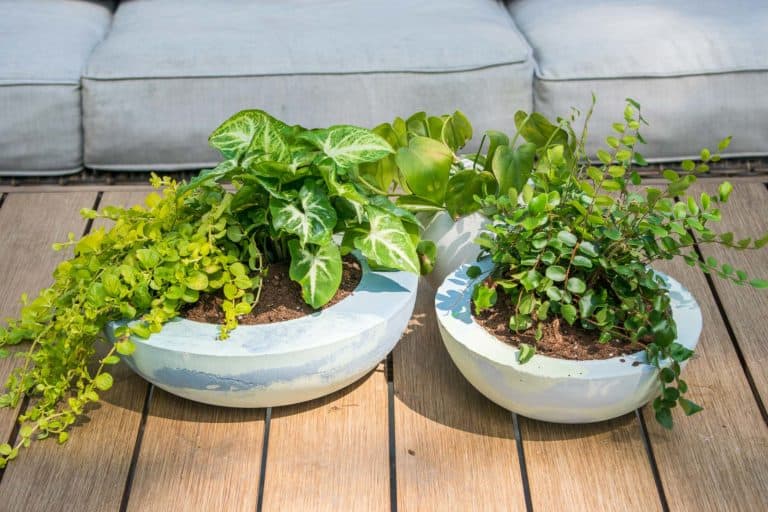How to Dye Cement Planters-26 - At Charlotte's House