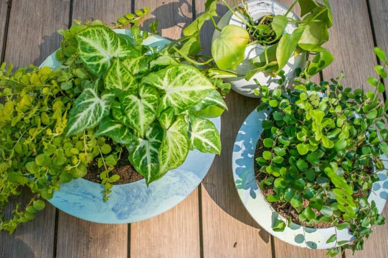 How to Make a Dyed Cement Planter - At Charlotte's House