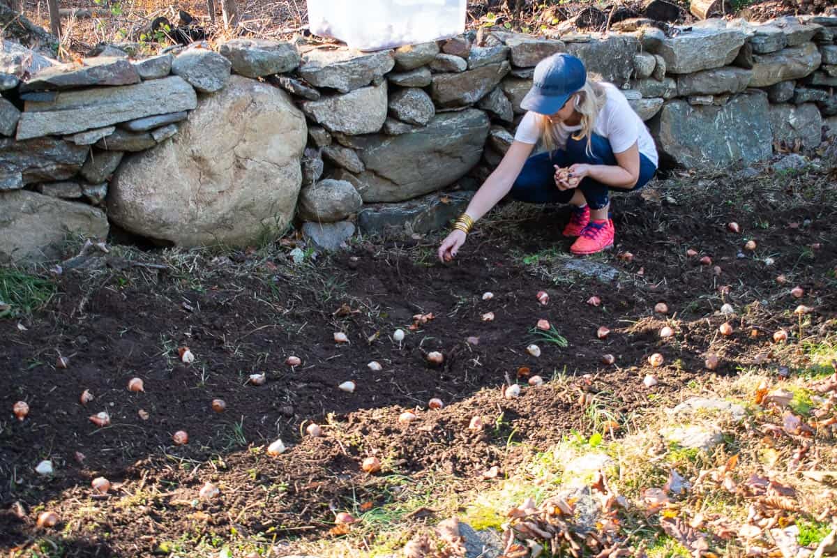 planting bulbs in new garden