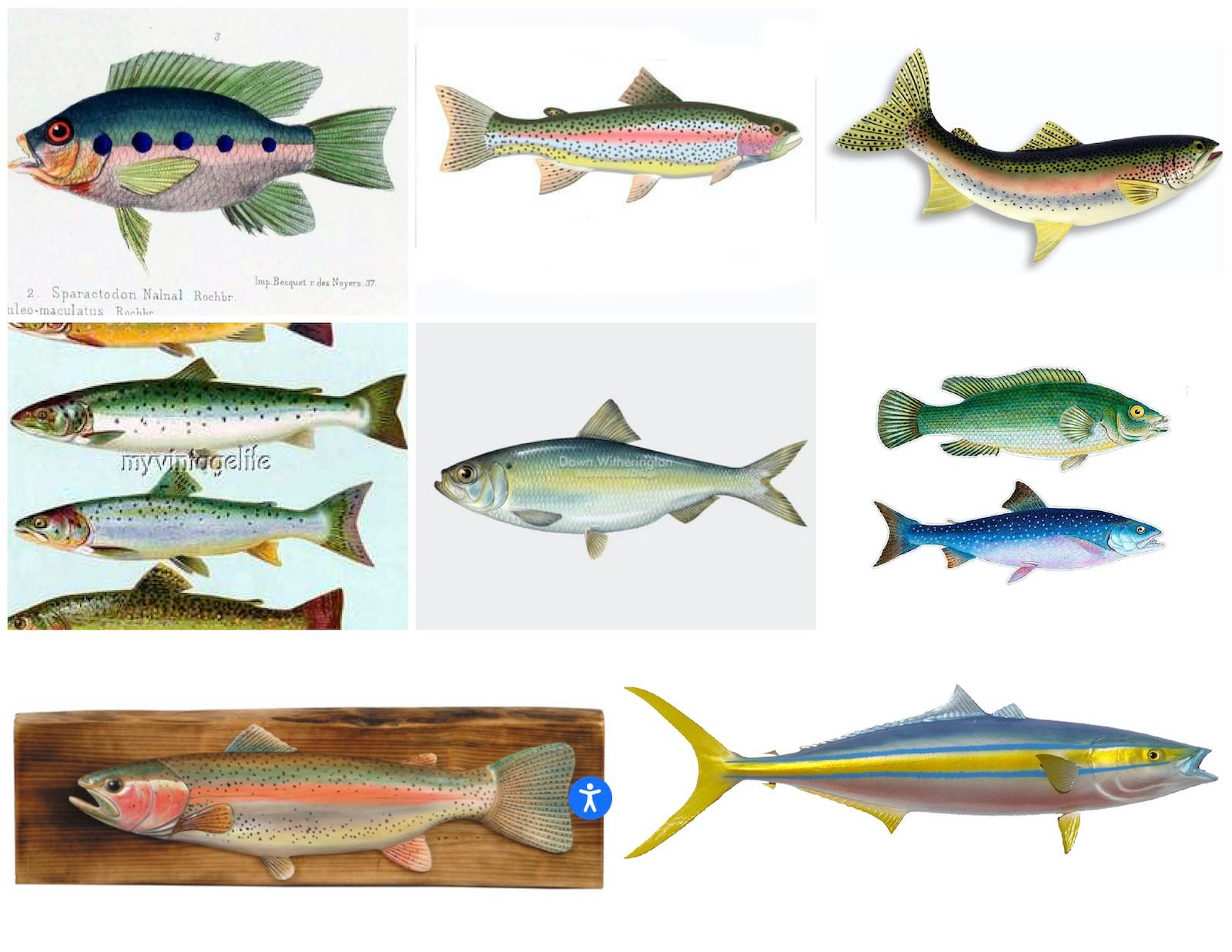 images of fish inspo