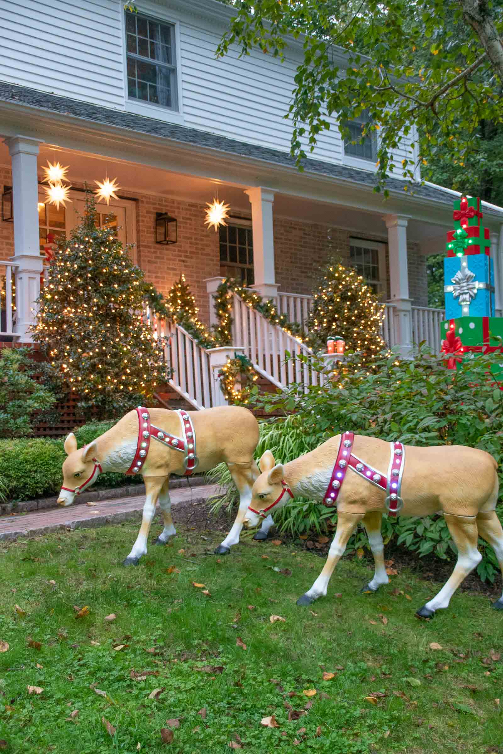 reindeer on the front lawn
