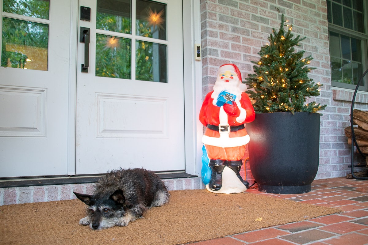 exterior christmas planter with dog on porchs