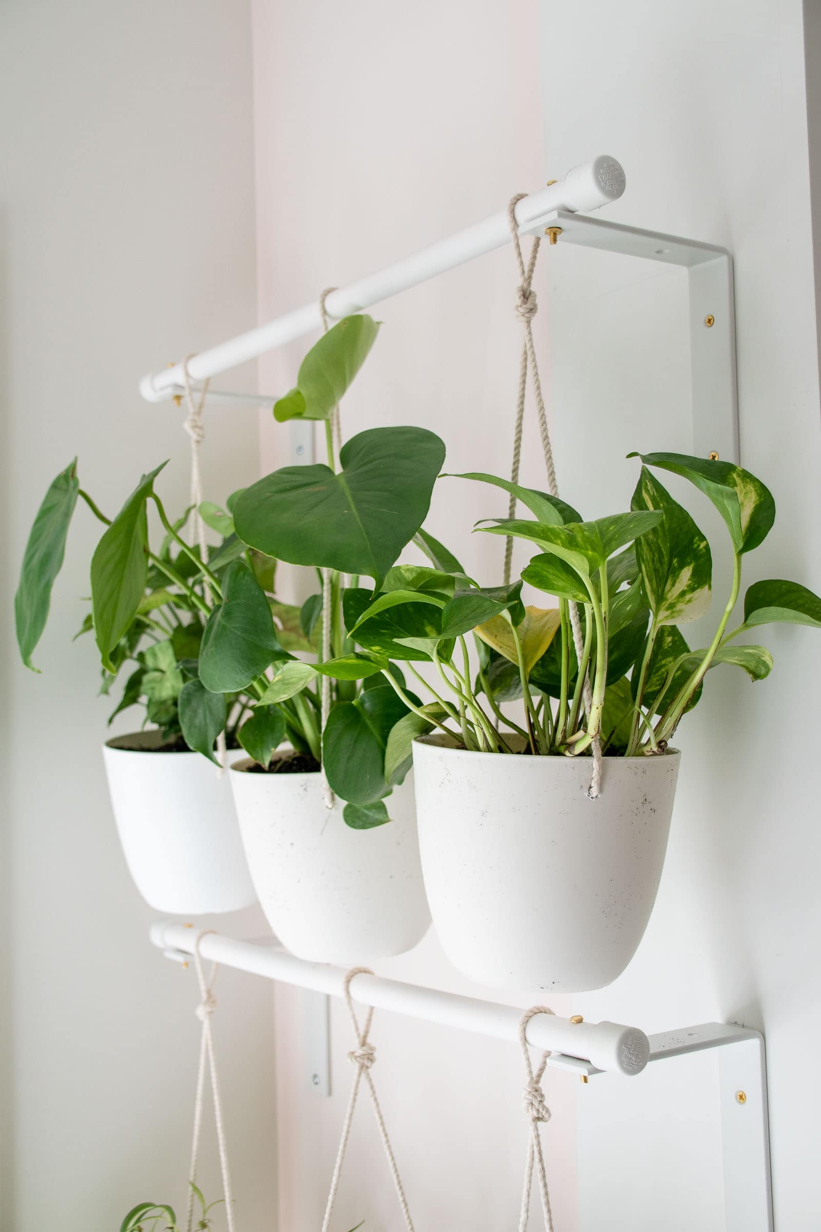 hanging plants on DIY racks