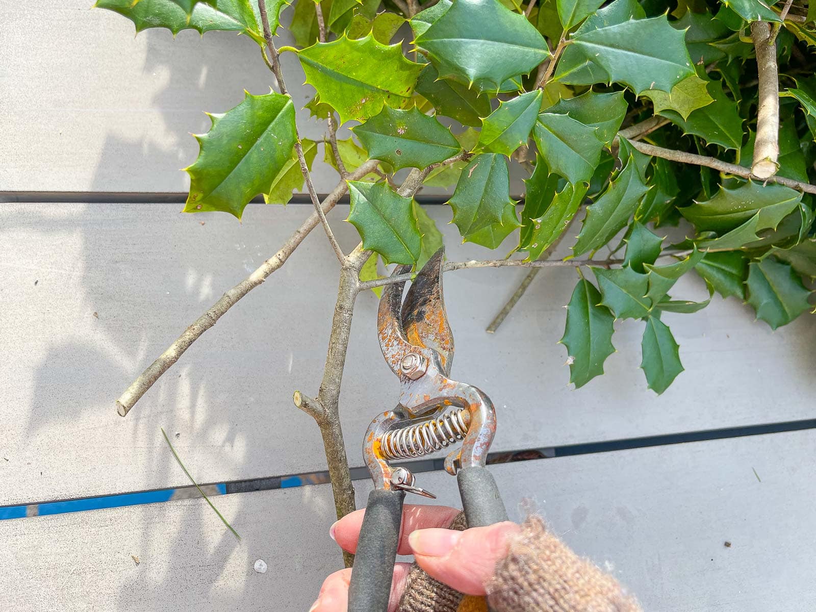 trim greenery into twigs