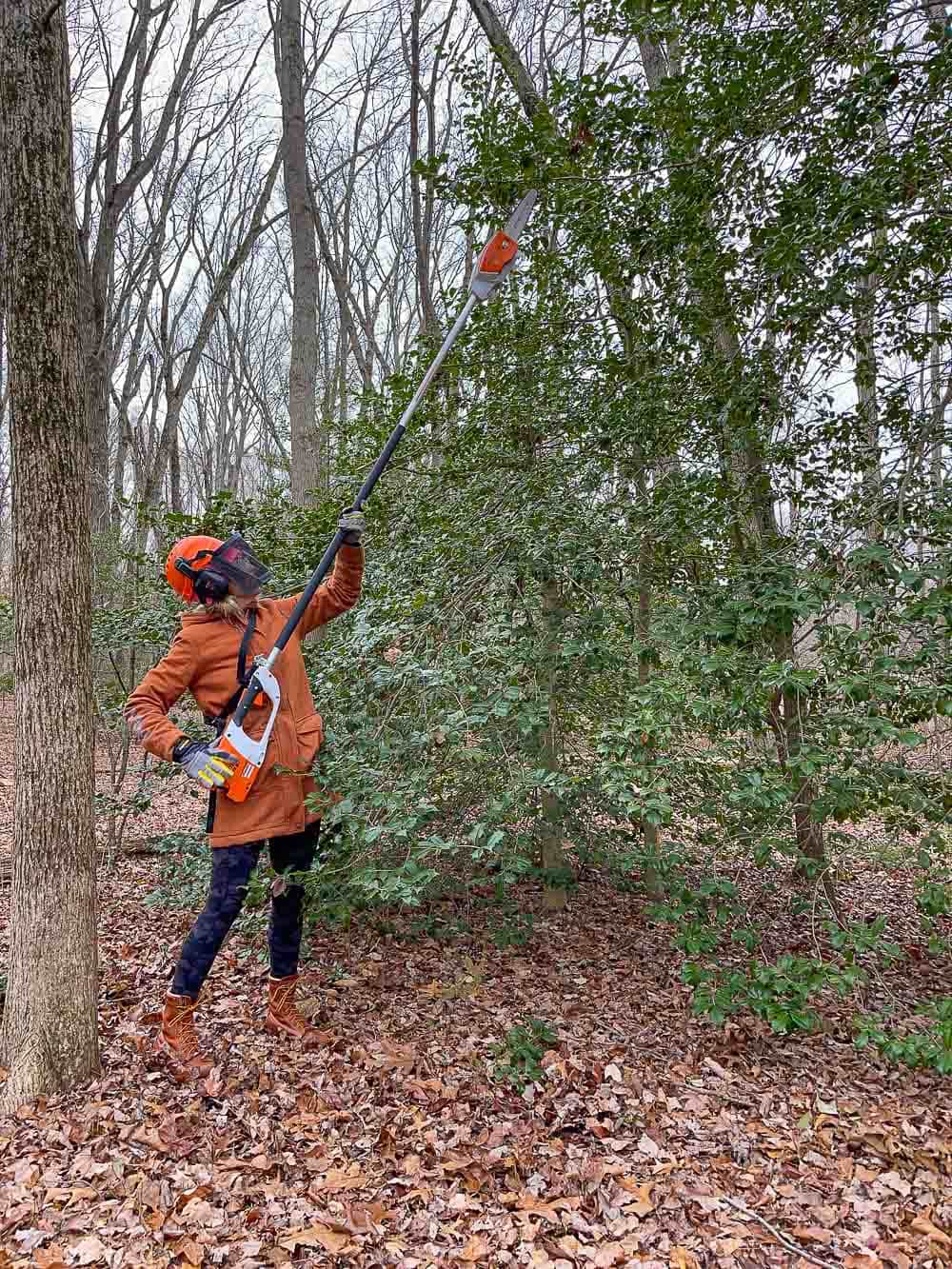 cut greenery with stihl pole pruner