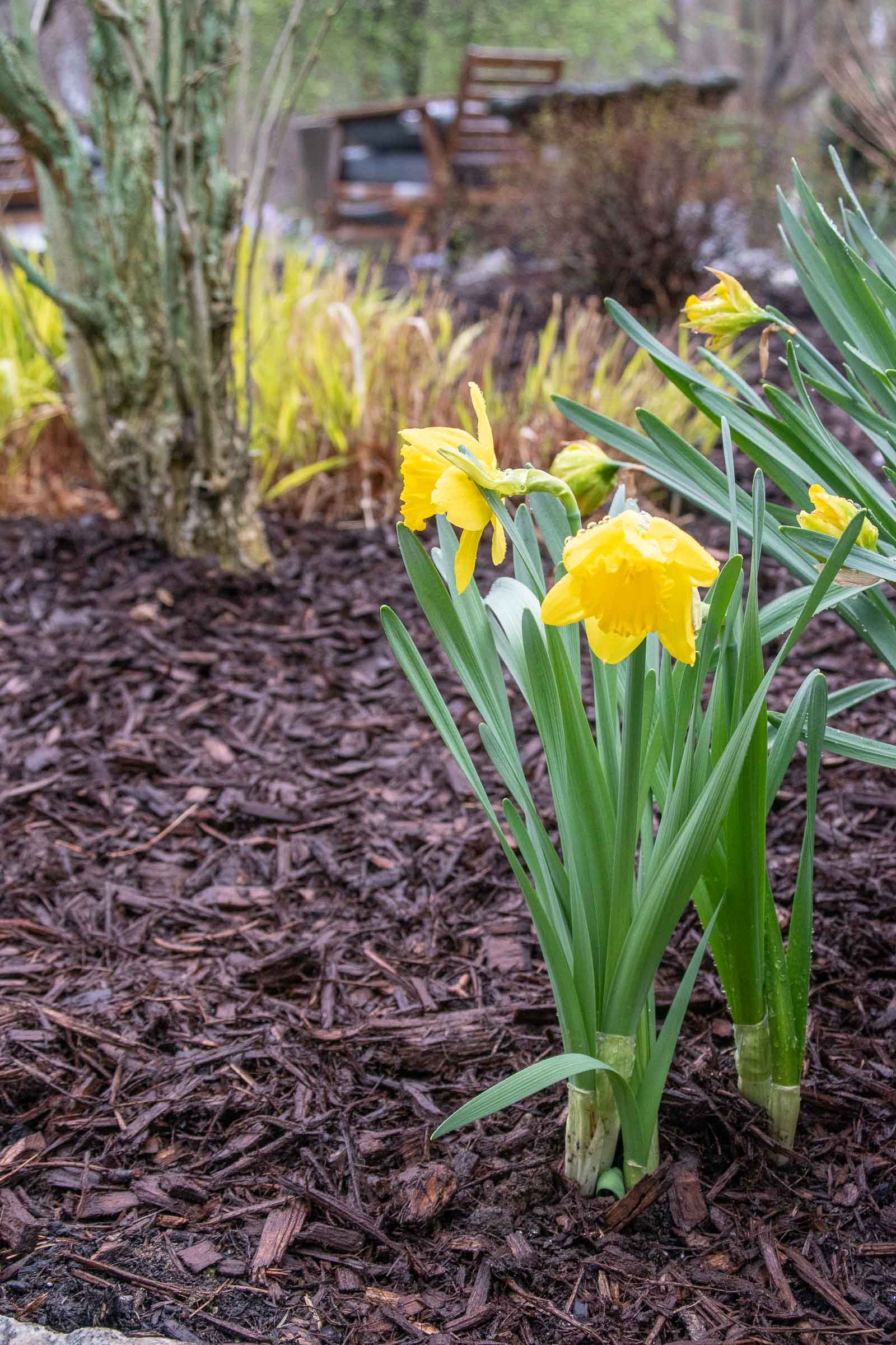 mulch on garden bed