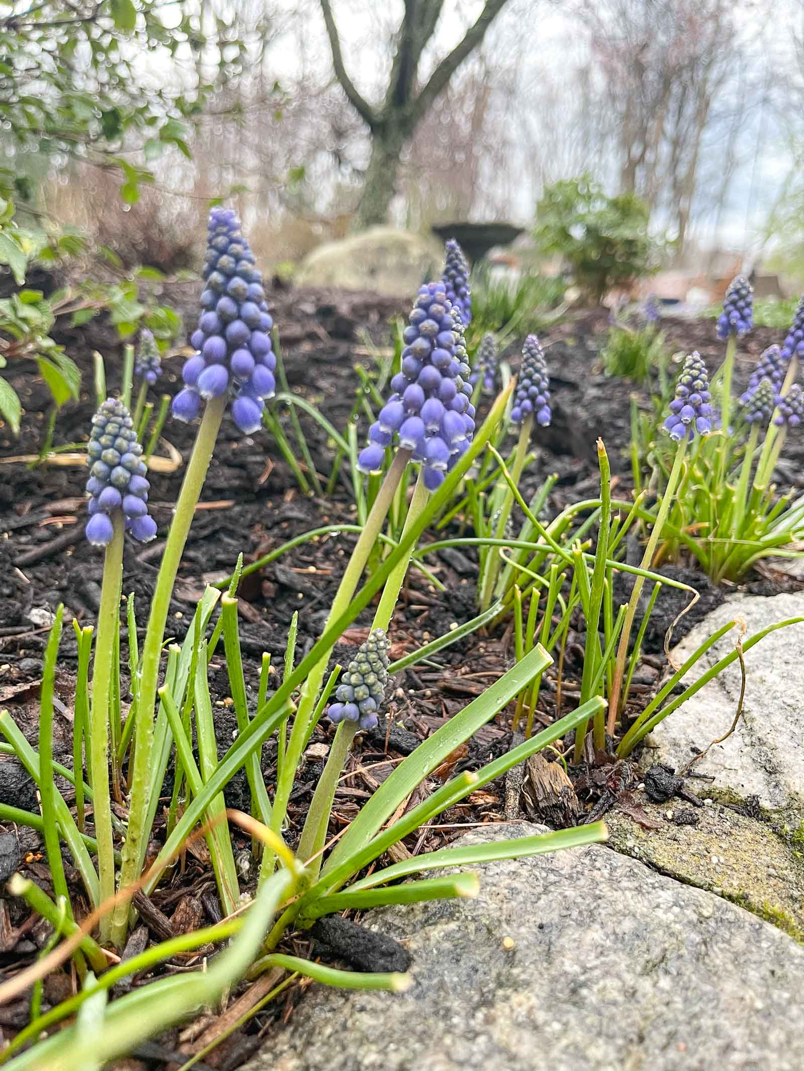 prepping our garden for spring