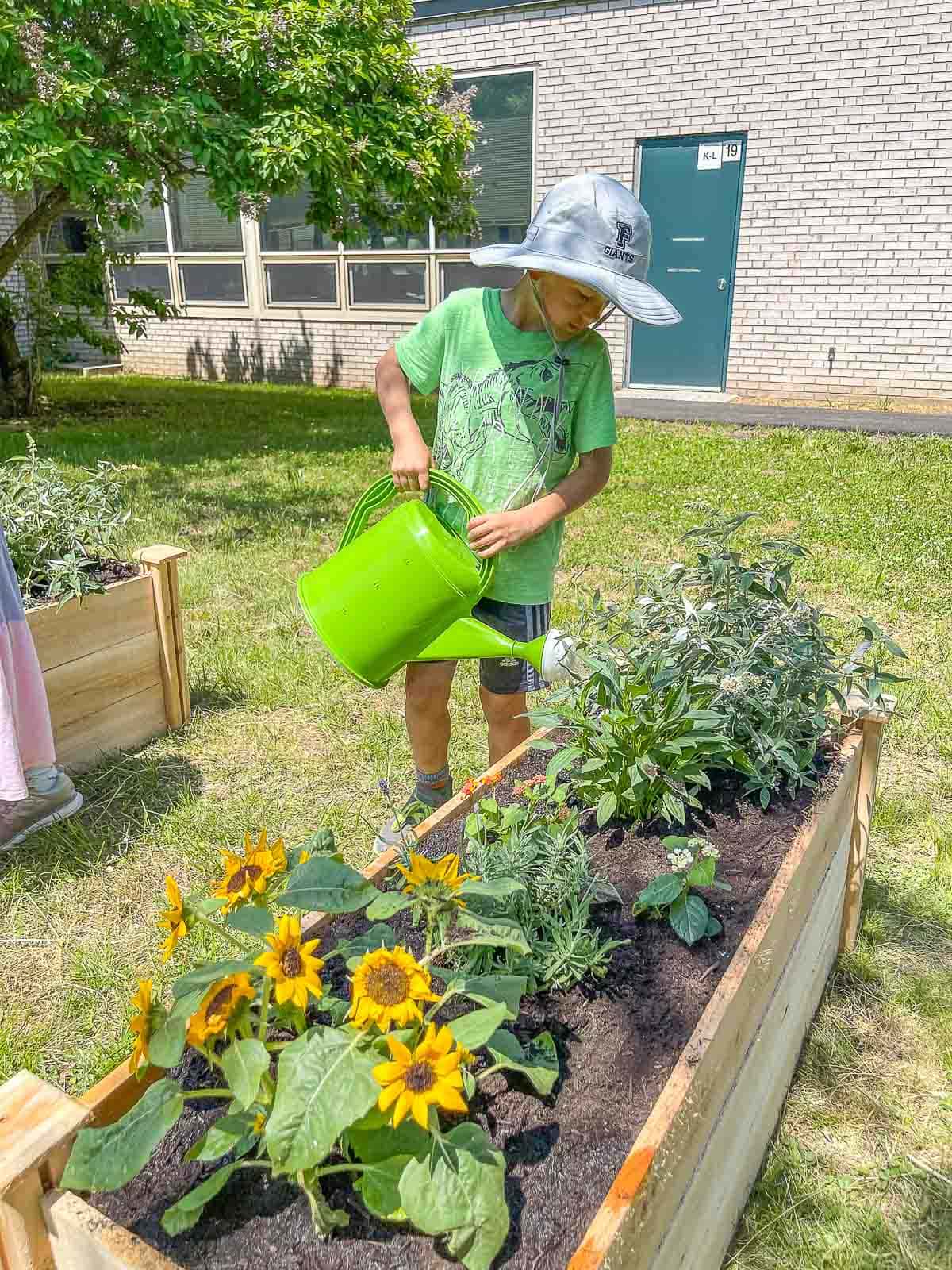 adding plants to raised garden