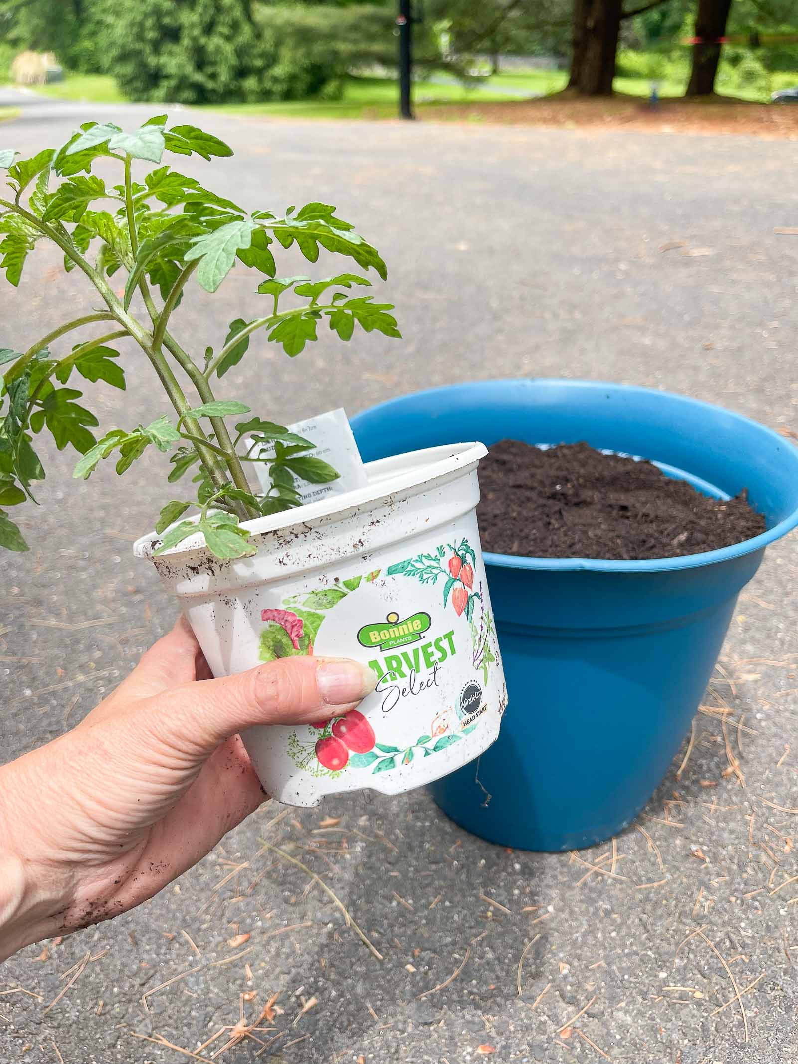 planting vegetables for raised garden