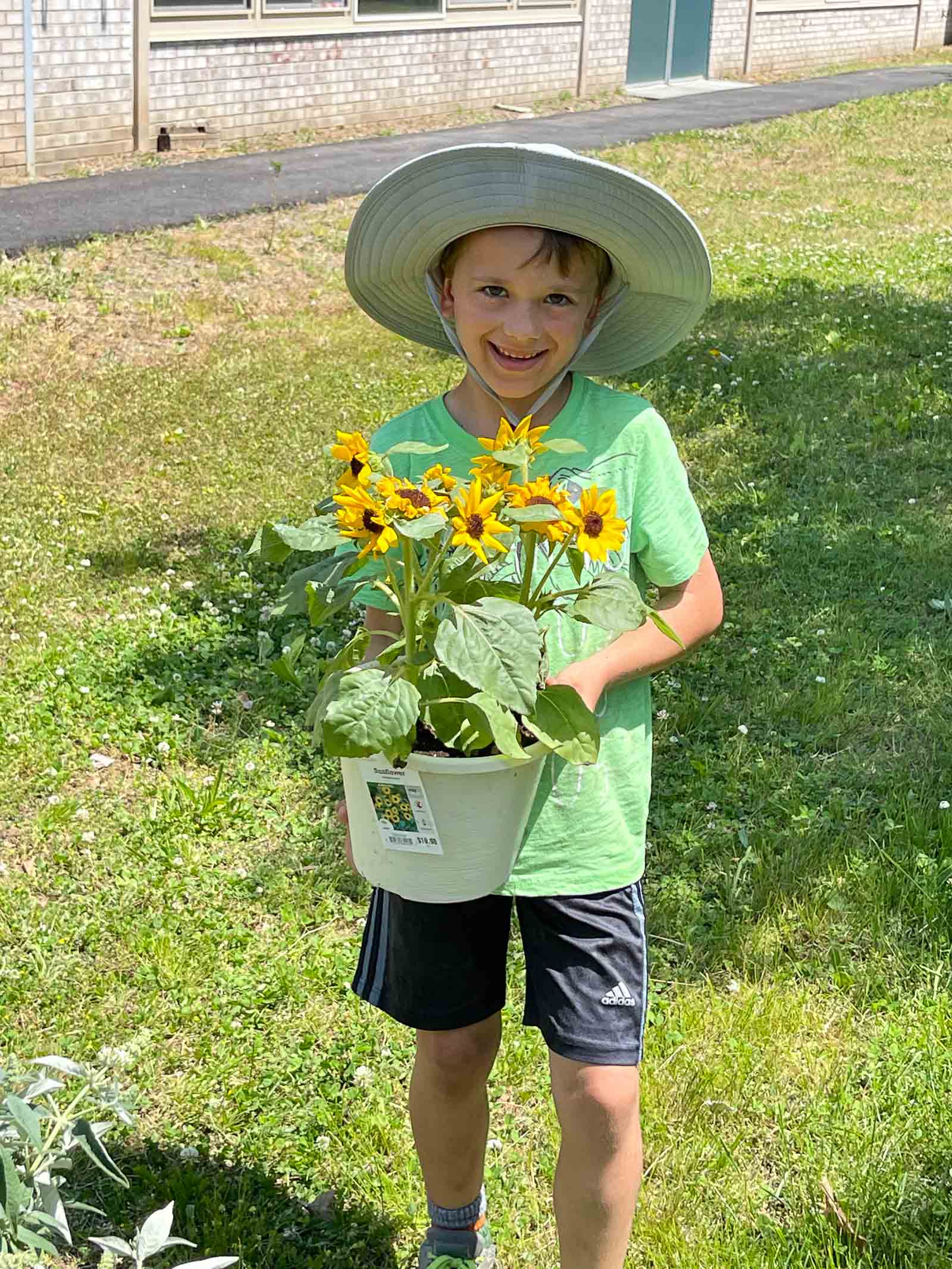 carrying sunflowers to plant