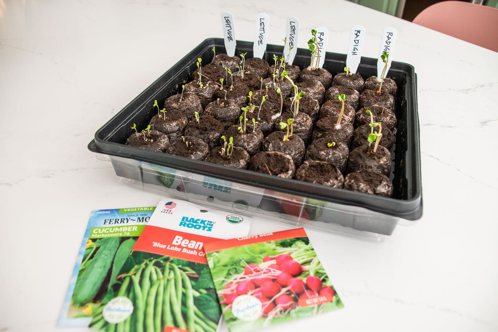 germinating seeds for vegetable garden