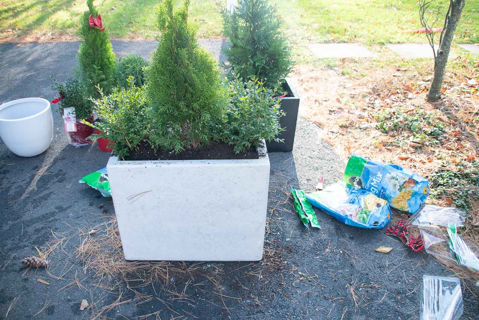 planting evergreen planters