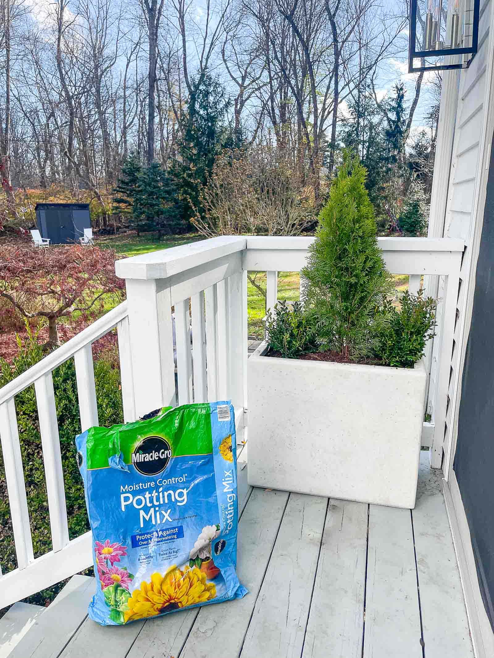 evergreen planters with miracle gro soil