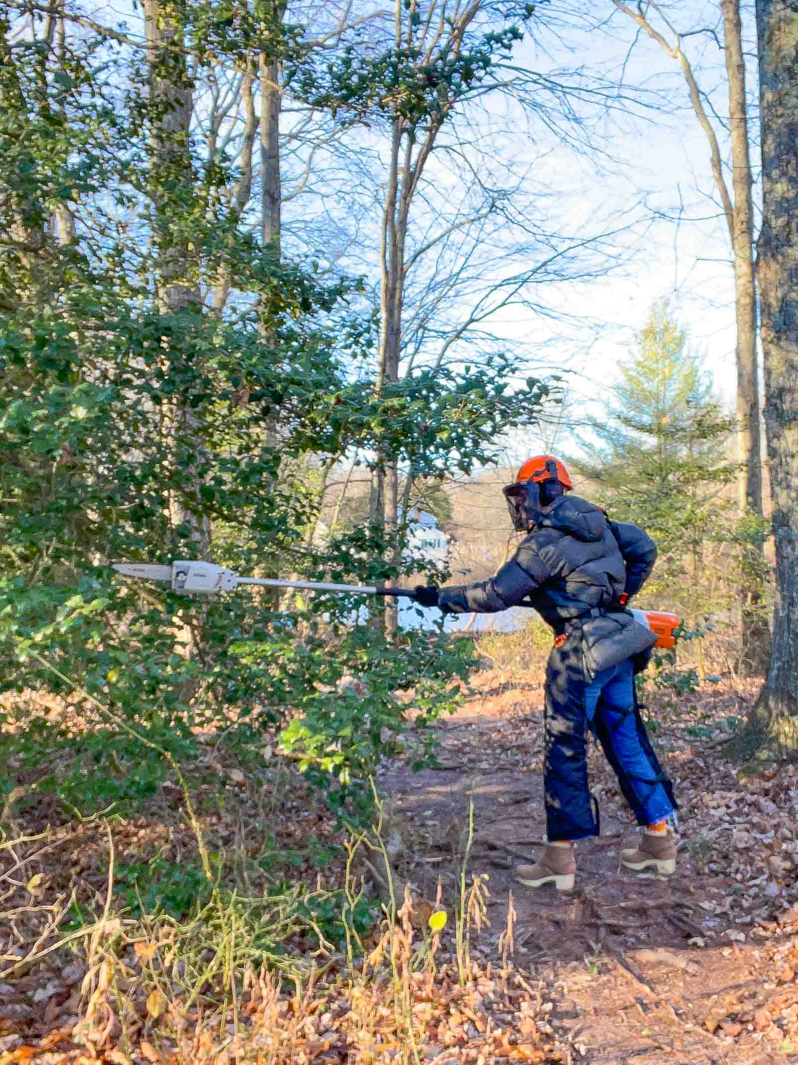 using a pole pruner to cut evergreens