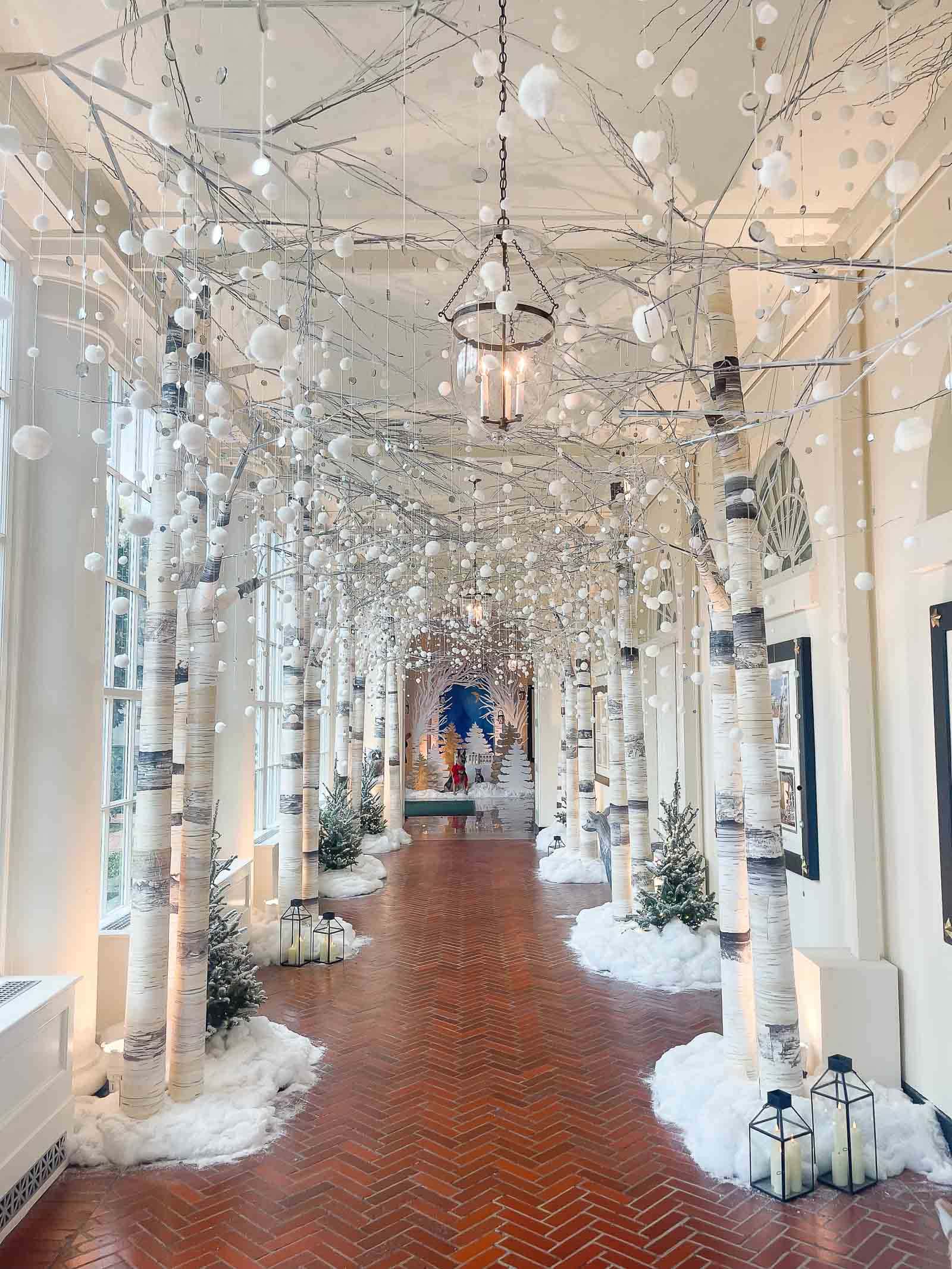 birch trees at the White House