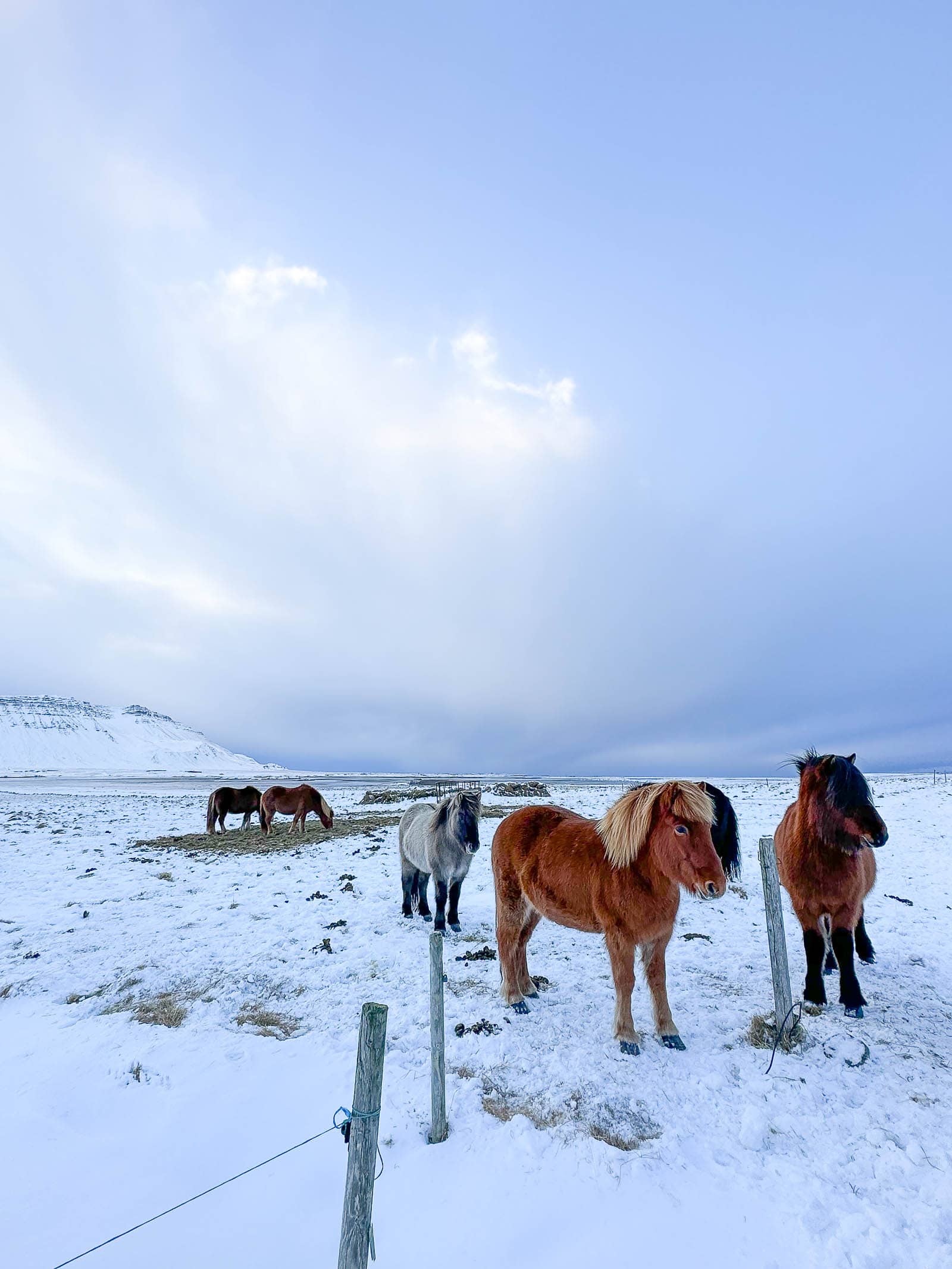 icelandic horses