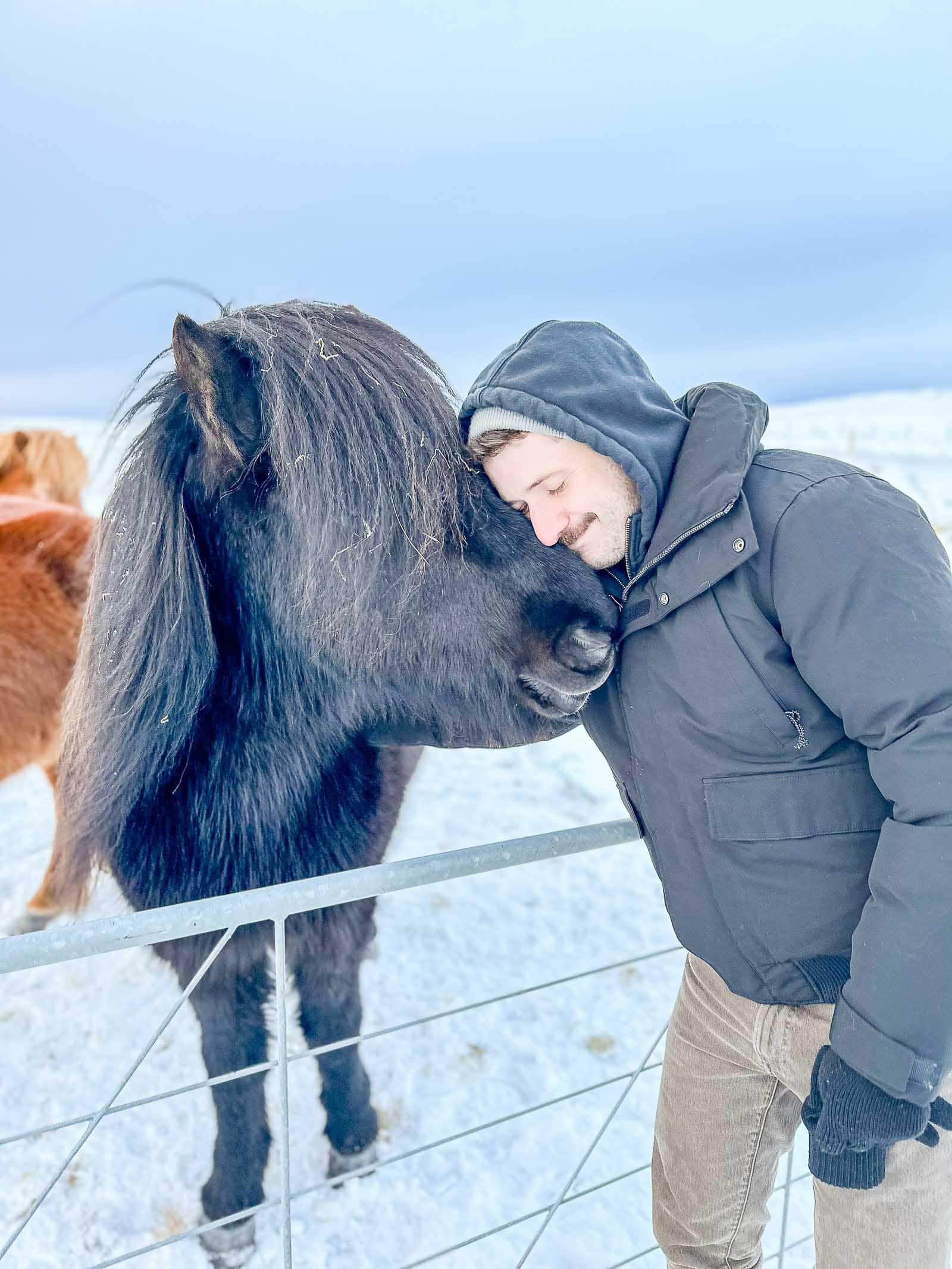 icelandic horses