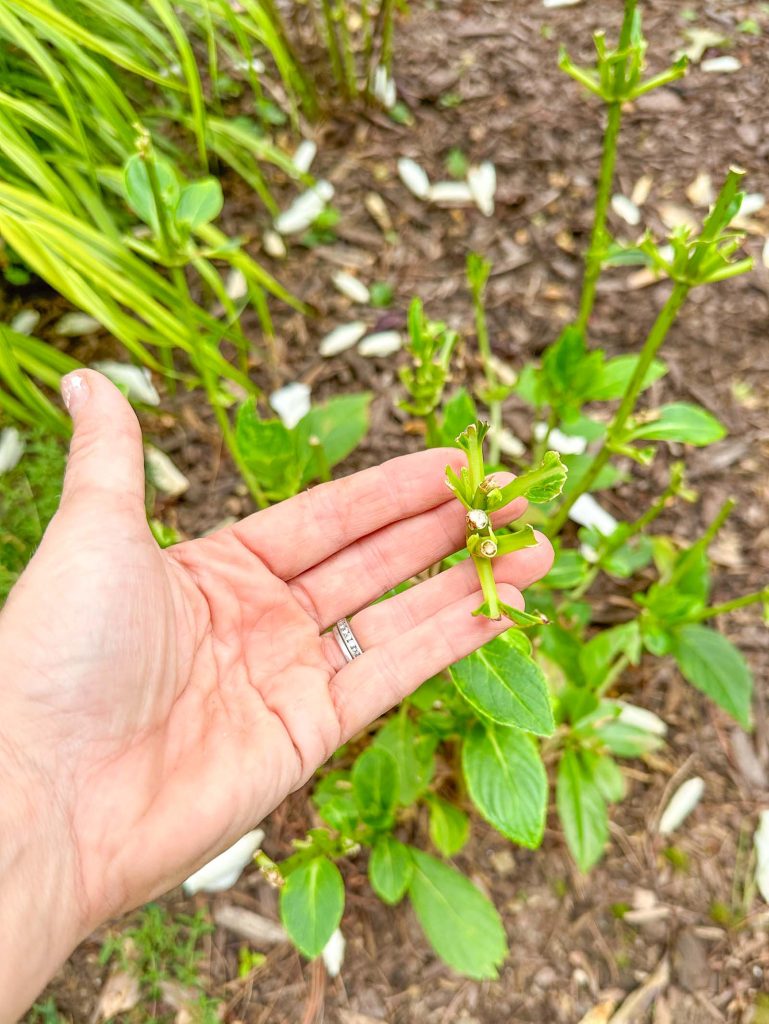 flowers eaten by deer