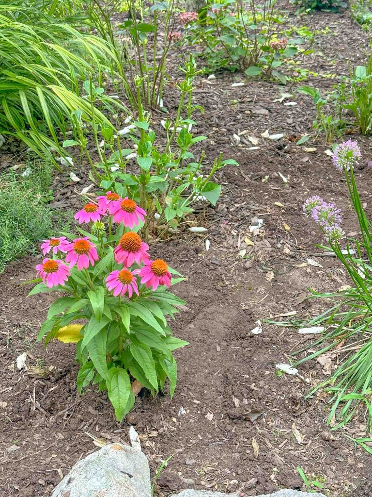 flowers after deer repellent spray