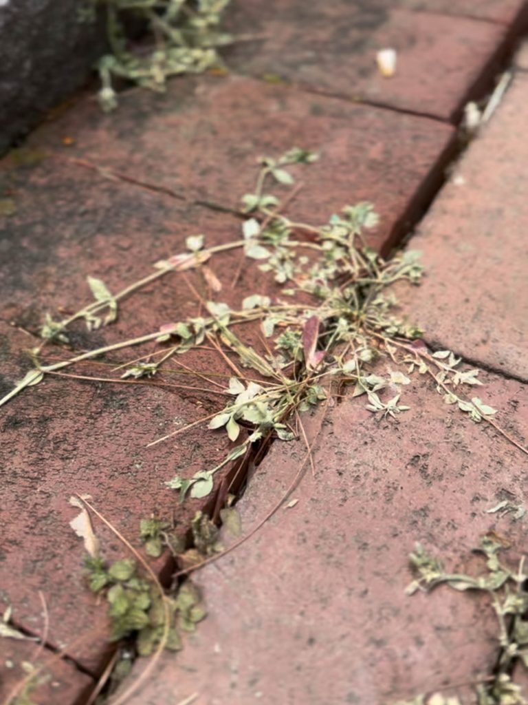 dead weeds on walkway