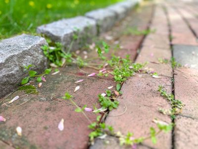 weeds between the bricks on our walkway