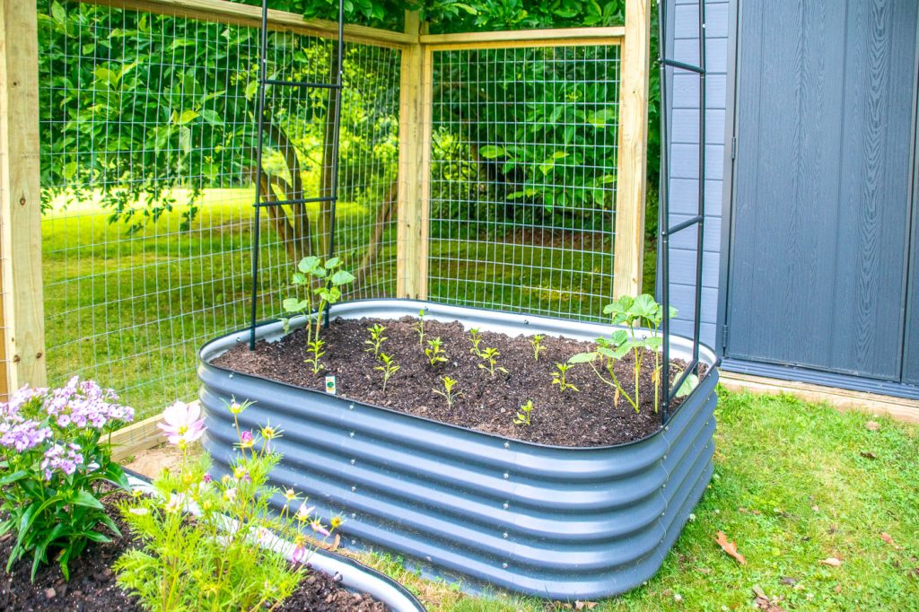 garden bed with trellis and vegetable seedlings