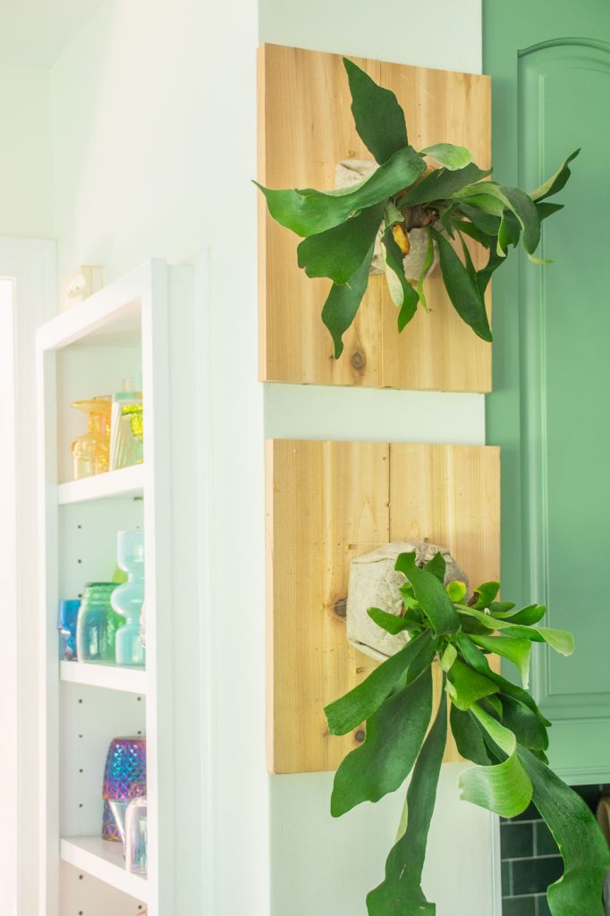 close up on staghorn ferns mounted on wall