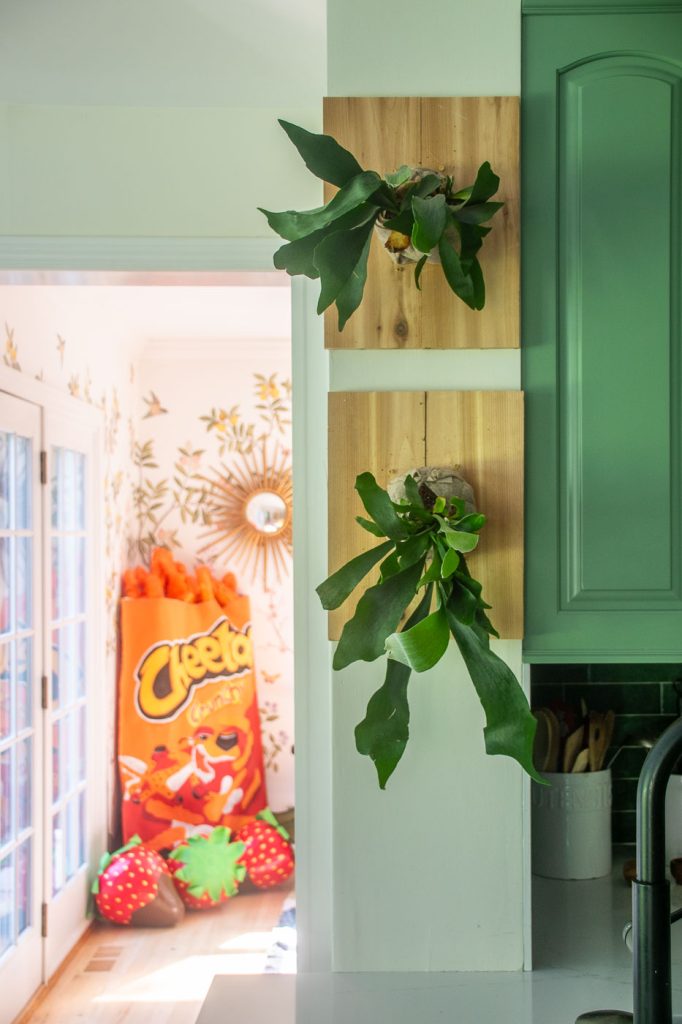 staghorn ferns mounted on boards and hanging on the wall