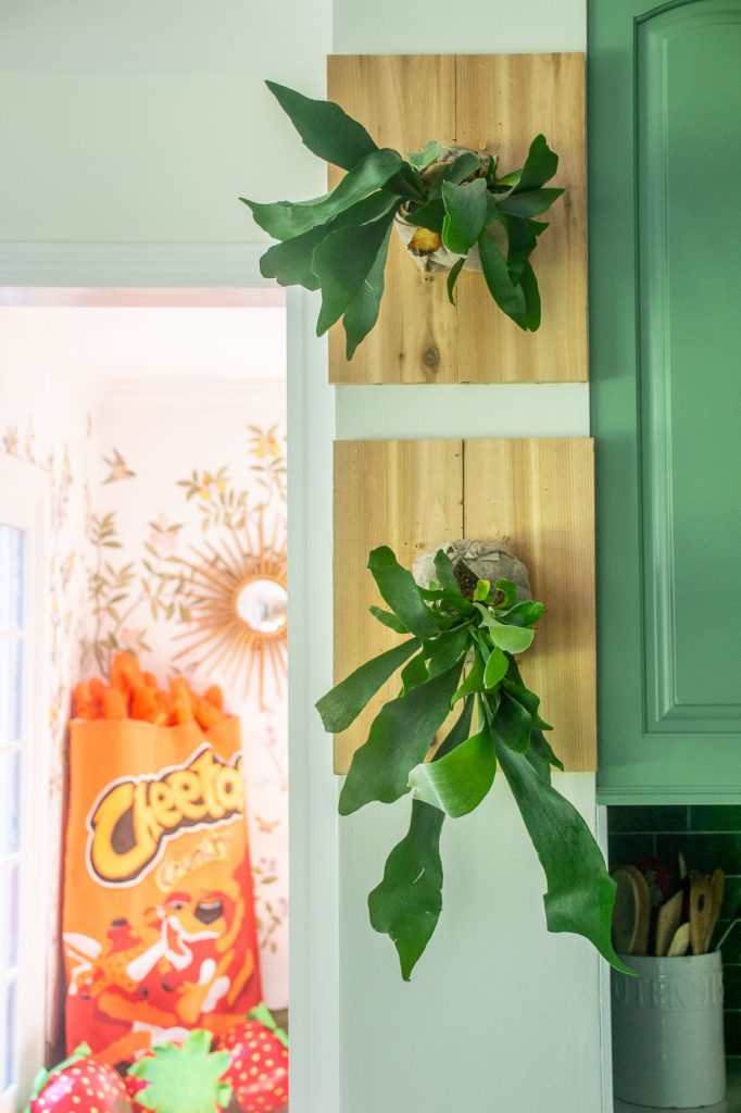 how to mount a staghorn fern