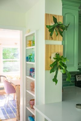 How to Mount a Staghorn Fern