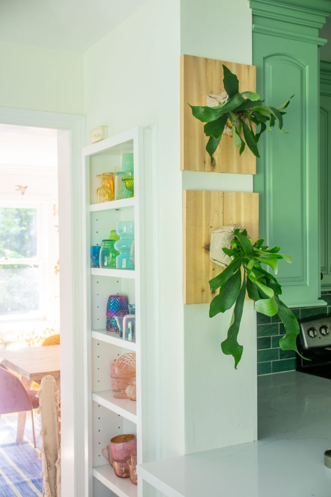 mounted staghorn ferns