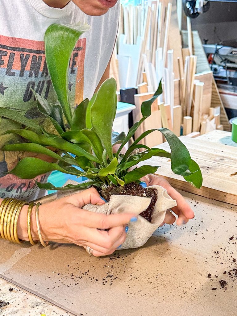 wrapping felt around staghorn fern