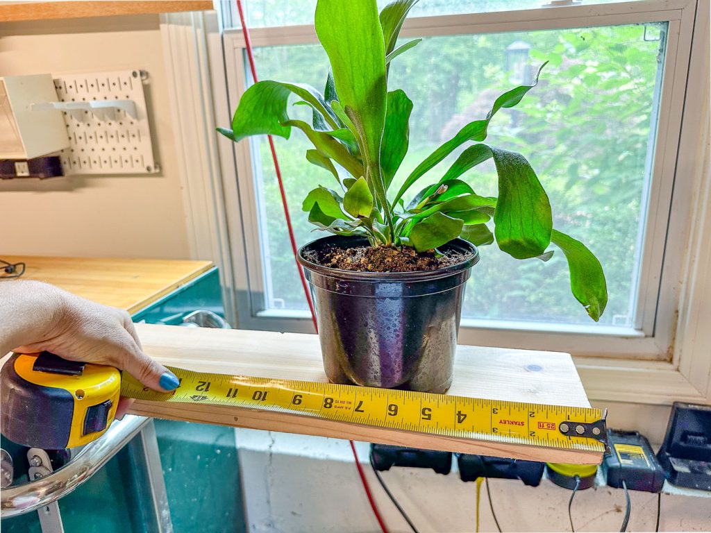 measure size of the plant